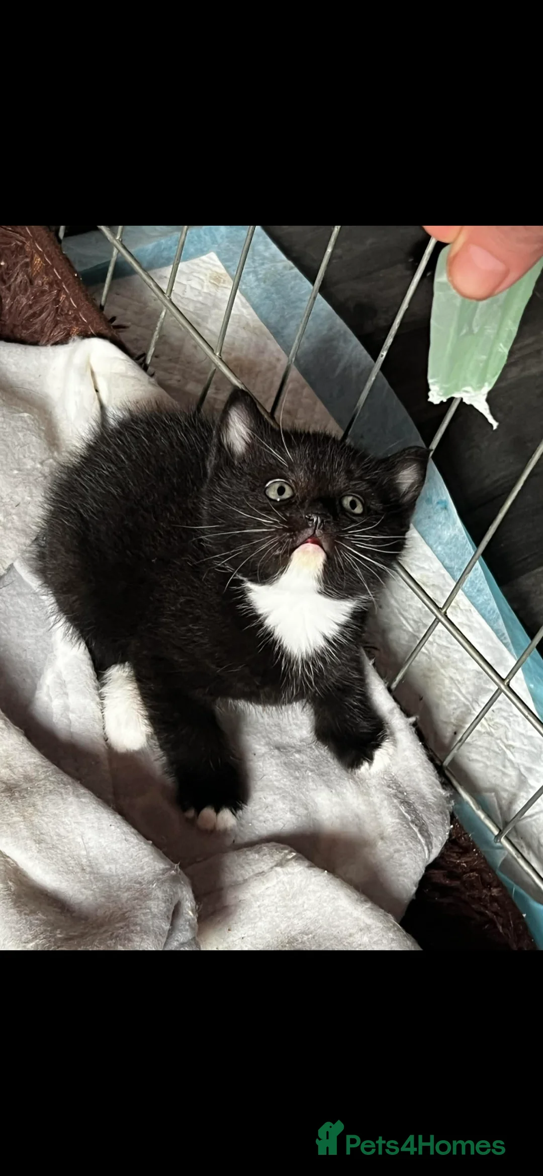 Mixed Breed cats for sale: Stunning BSH kittens ready now  - Advert 6