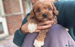 Cockapoo dogs for sale: Very unique Asian Toy Cockerpoos - Image 7