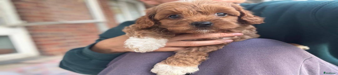Cockapoo Puppy 1
