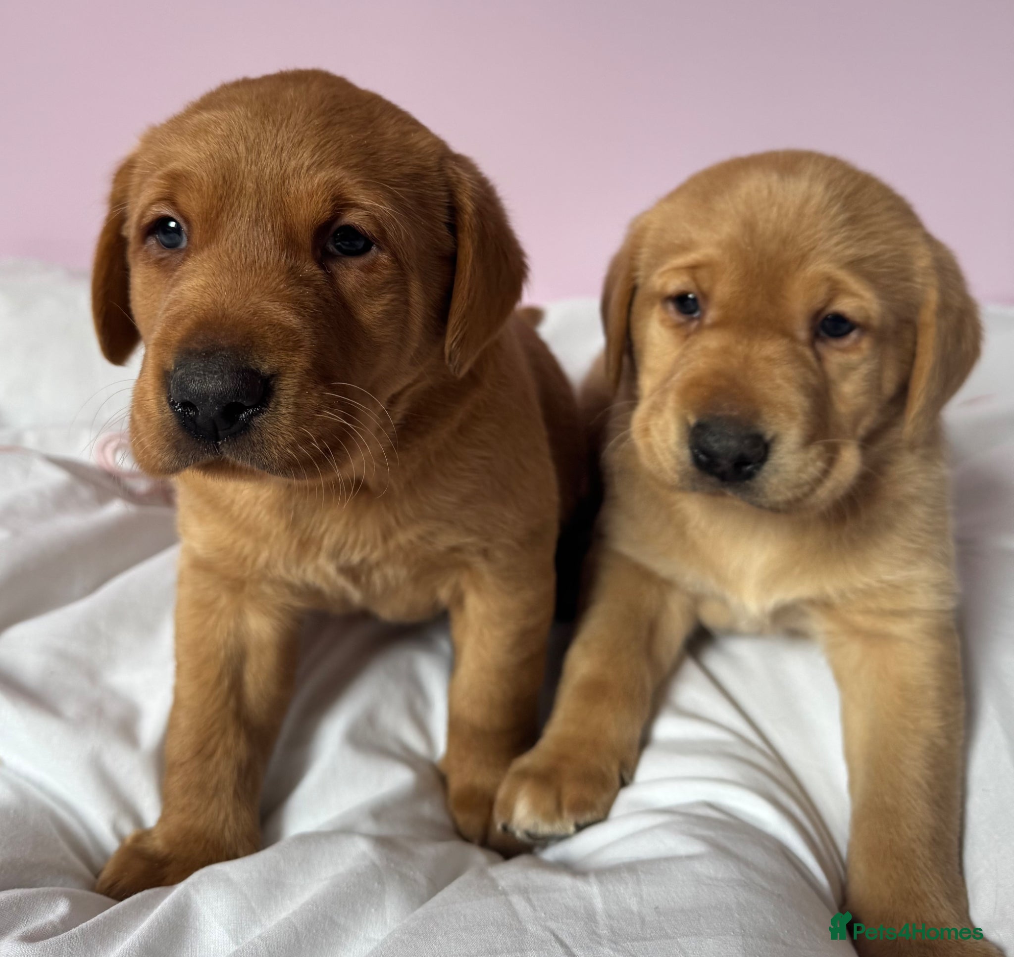 Labrador Retriever dogs for sale: Labrador pups fox red and black  - Advert 1
