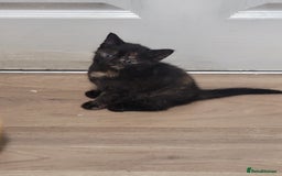 Domestic Shorthair cats for sale: Beautiful kittens available  - Image 7