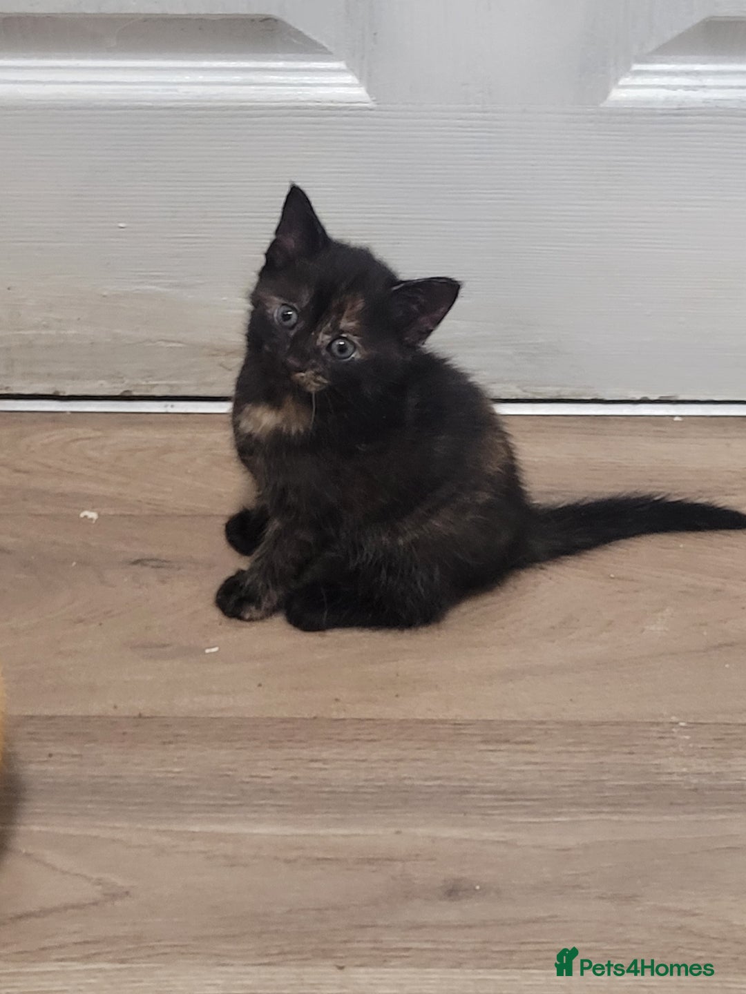 Domestic Shorthair cats for sale: Beautiful kittens available  - Image 7