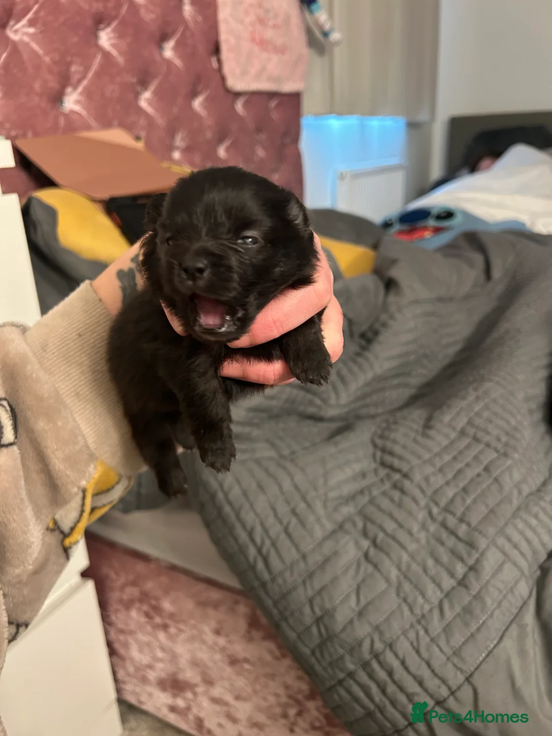 Pomeranian dogs for sale: Beautiful full Pomeranian  - Advert 15