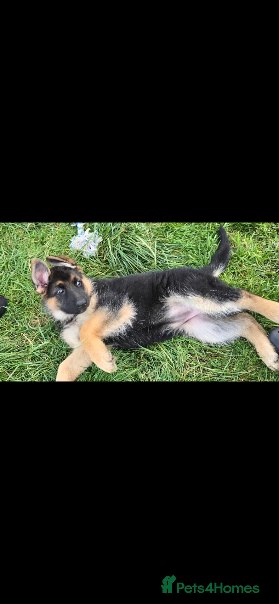 German Shepherd dogs 4 female BEAUTIFUL GERMAN SHEPHERD PUPPIES left - Advert 2