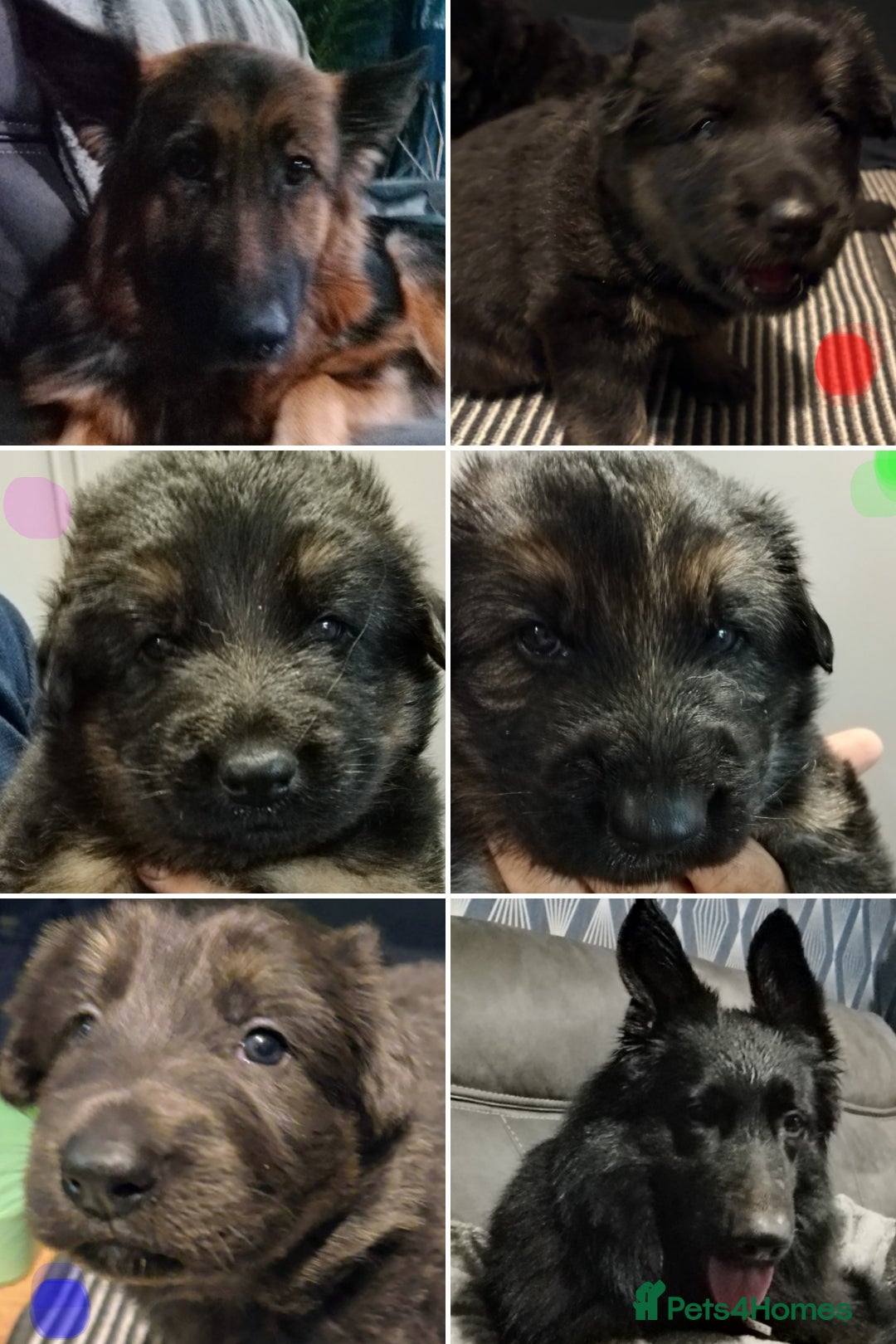 German Shepherd dogs for sale: German Shepherd Puppy's  - Advert 3