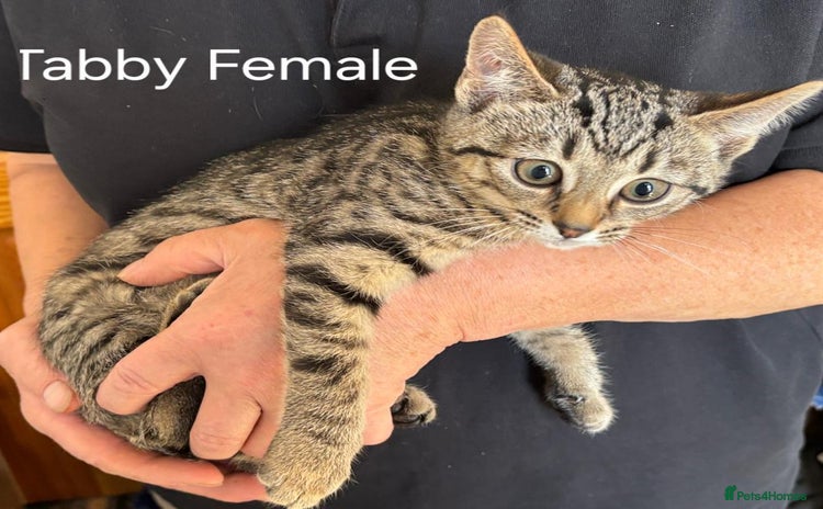 Mixed Breed cats - Advert 7