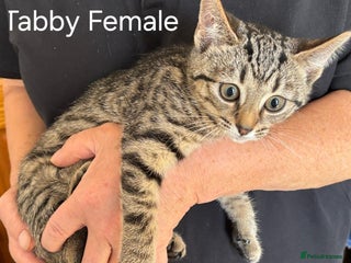 Mixed Breed cats - Advert 12