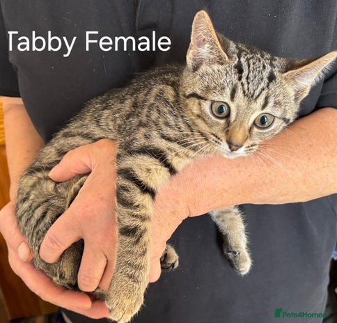 Mixed Breed cats - Advert 7