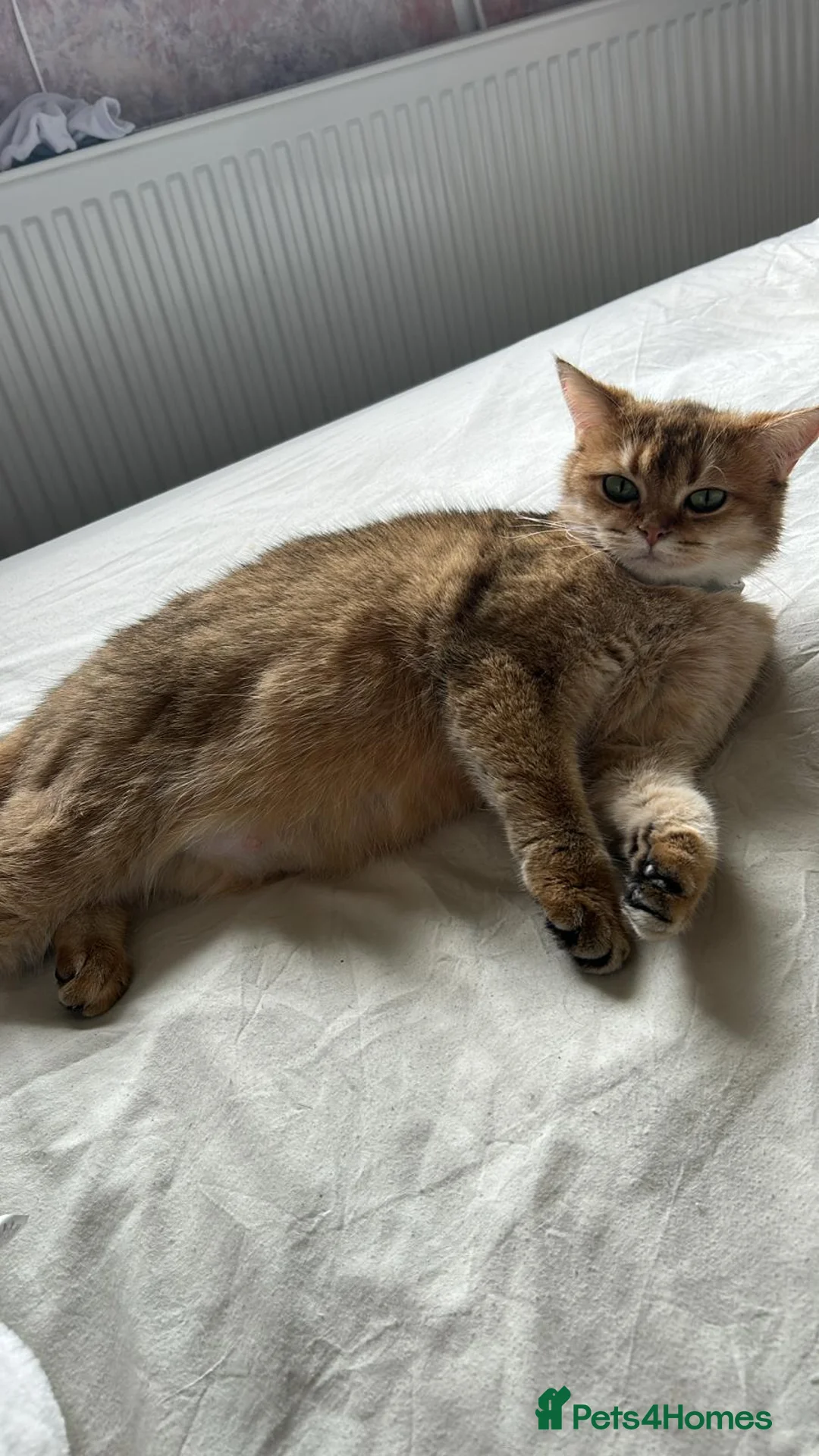 British Shorthair cats for sale: 😸Chubby BritishShorthair🐾 Kittens🐾 - Advert 10