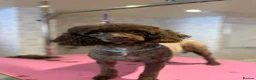 Miniature Poodle dogs for sale: One Chocolate Phantom Boy  - Advert 5
