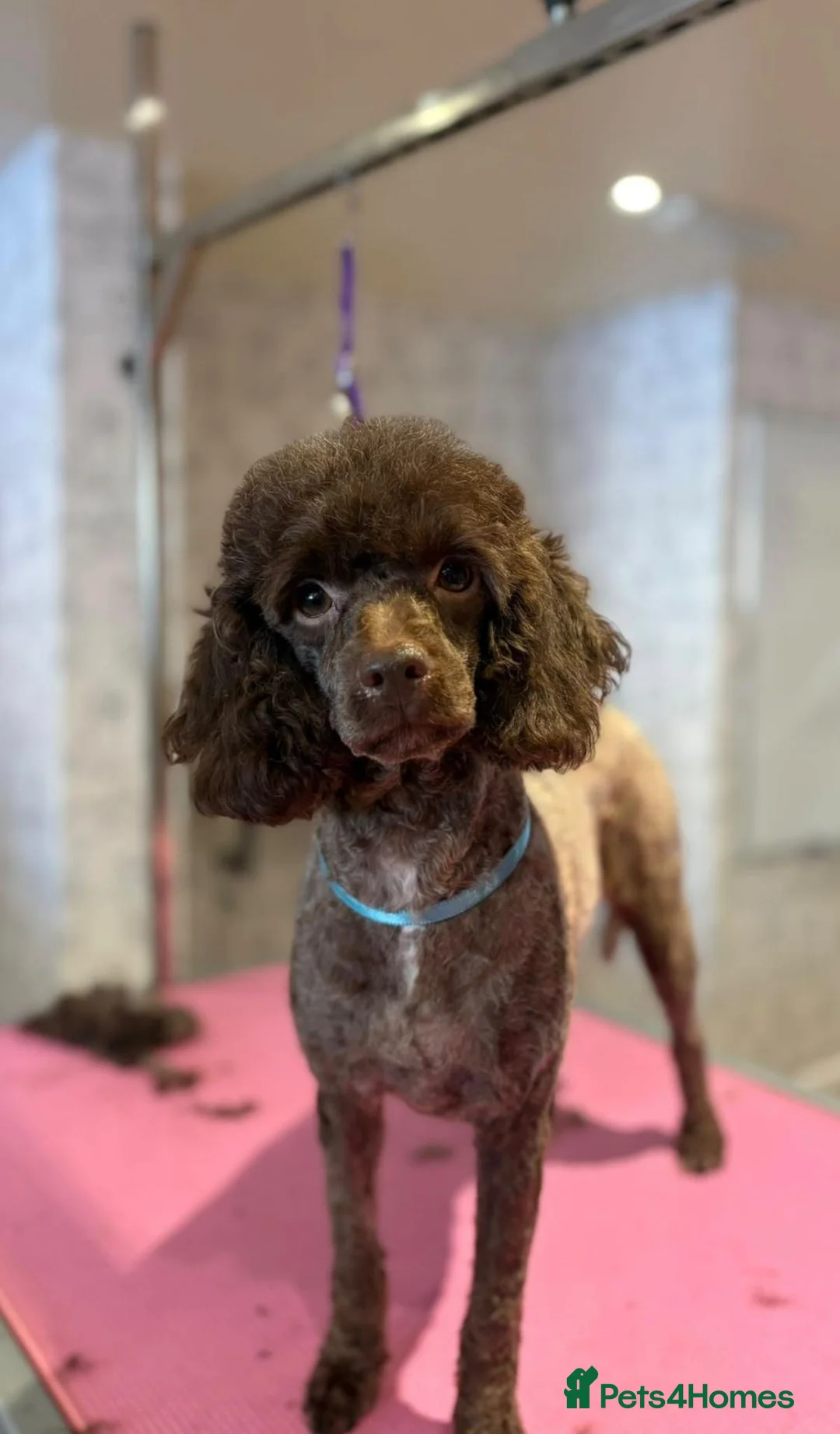 Miniature Poodle dogs for sale: One Chocolate Phantom Boy  - Advert 5