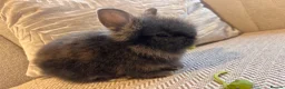 Lionhead rabbits for sale: Adorable Purebred Lionhead Bunny Babies - Advert 18