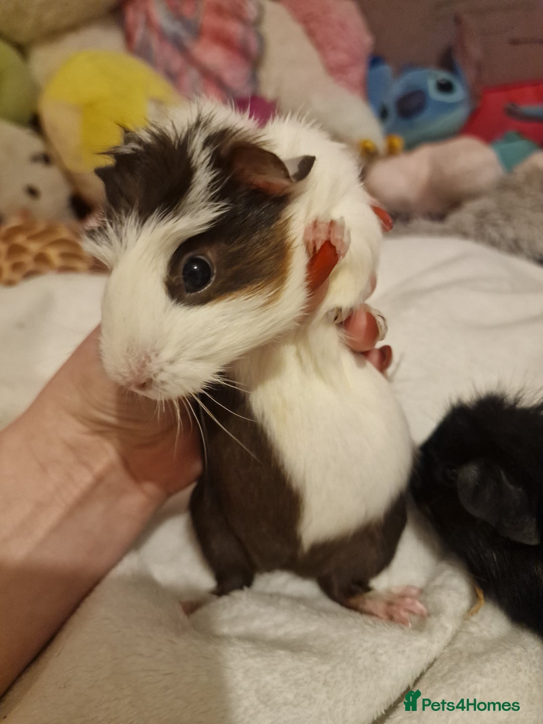 Guinea Pig rodents for sale: Trio male guineas - Advert 9