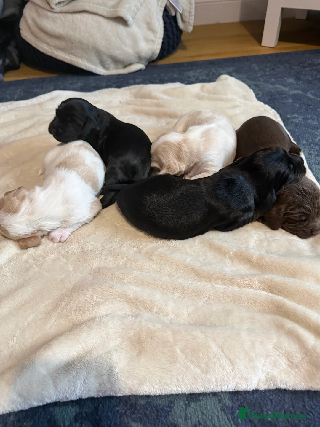 Sprocker dogs for sale: Adorable Sprocker puppies  - Advert 4