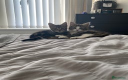 American Bobtail cats for sale: 5-6 month old cat looking for new home. - Image 1