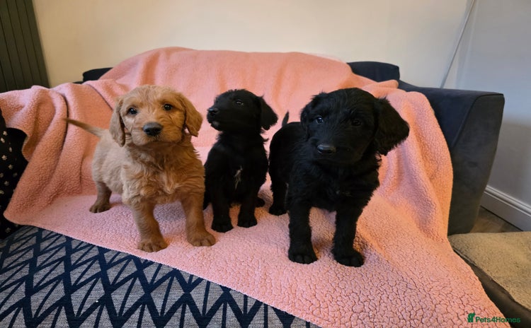 Labradoodle dogs - Advert 3