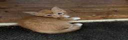 Mixed Breed cats for sale: Two ginger boys  - Advert 3