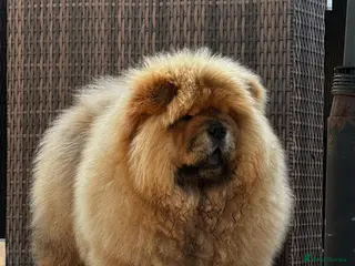 Chow Chow dogs MALE CHOW CHOW REAVAILABLE - Advert 5