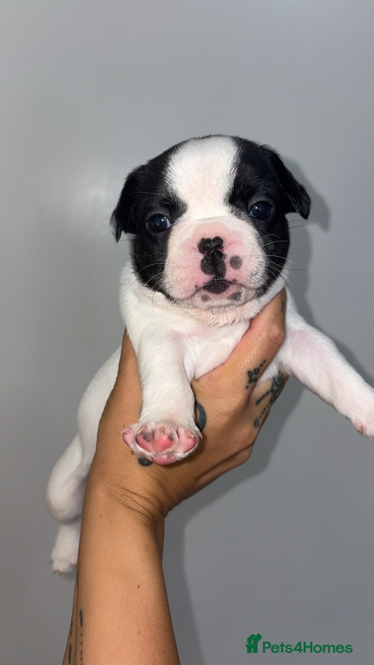 French Bulldog dogs French Bulldog Puppies - Advert 3