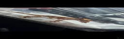 Gecko reptiles for sale: Billie the Corelophus Ciliatus Flame Crested Gecko in Mansfield - Advert 4
