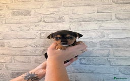 Jack Russell dogs for sale: Jack Russel puppies ready now! Dob is wrong - Image 16