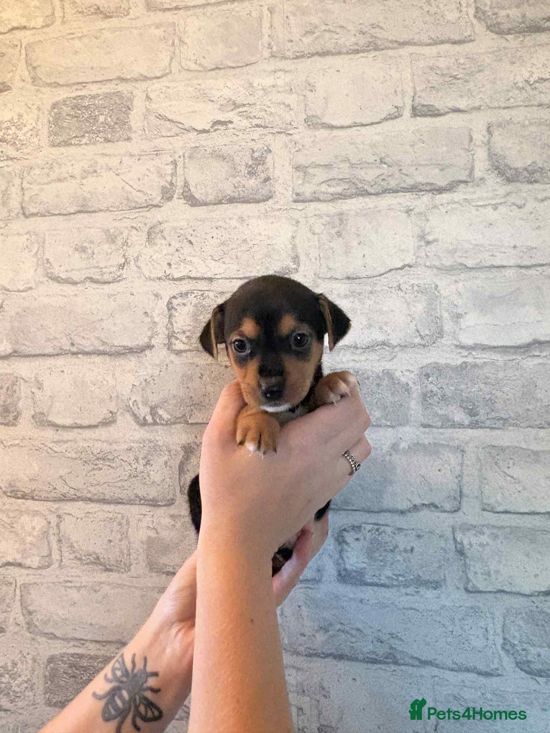 Jack Russell dogs for sale: Jack Russel puppies ready now! Dob is wrong - Image 16