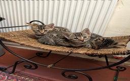 Bengal cats for sale: Beautiful Bengal X kittens - Image 2
