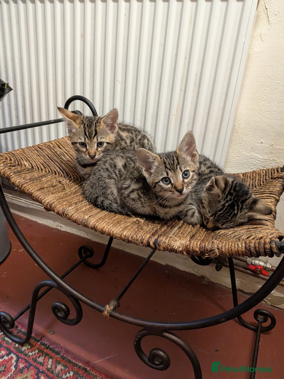 Bengal cats for sale: Beautiful Bengal X kittens - Image 2