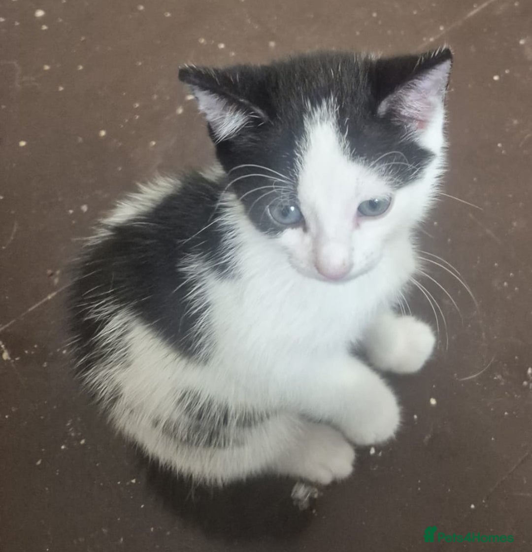 British Longhair cats for adoption: Tiny kittens available now - Image 2