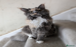 Maine Coon cats for stud: GCCF/TICA Reg Maine Coon for Stud Service! in Frome - Image 3
