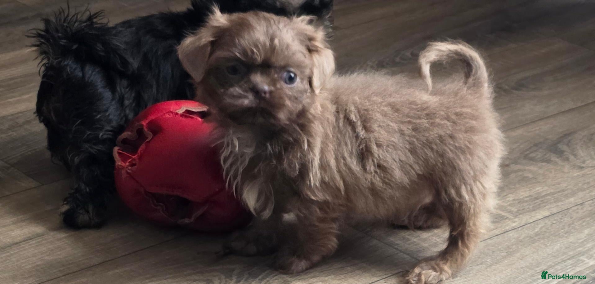 Shih Tzu dogs Offers considered Amazi imperial shih tzu puppies  - Advert 1