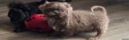 Shih Tzu dogs for sale: Amazing imperial shih tzu puppies ready now - Advert 8