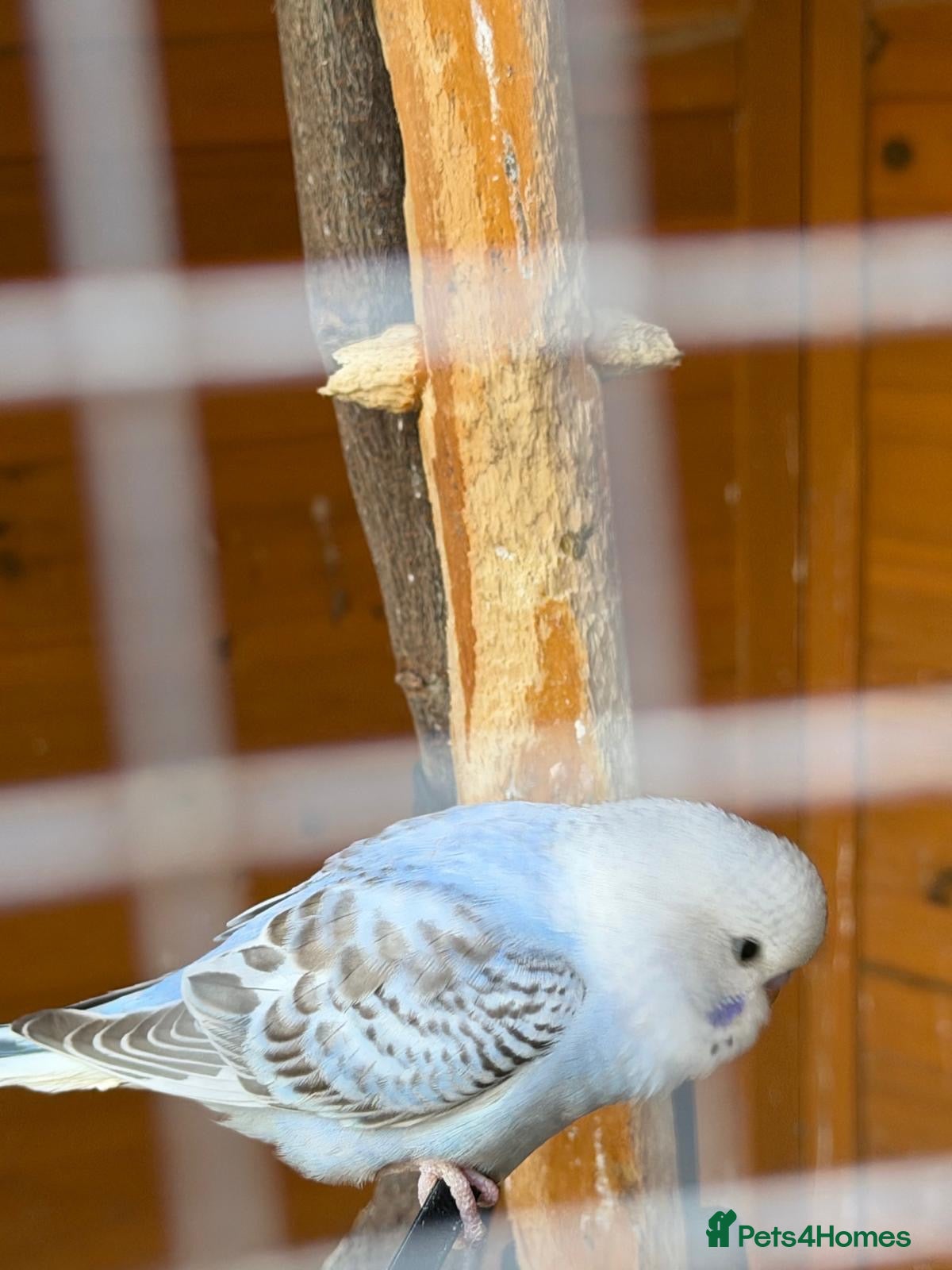 Budgerigars birds Budgies For sale - Advert 2