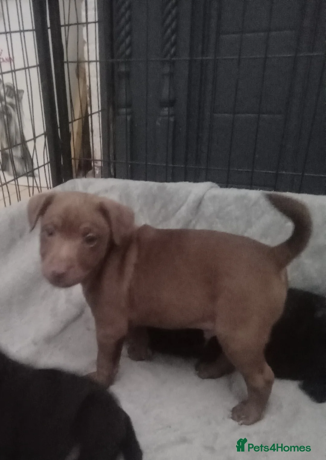 Patterdale Terrier dogs for sale: PATTERDALE PUPS FOR SALE READDY NOW  in Birkenhead - Advert 7