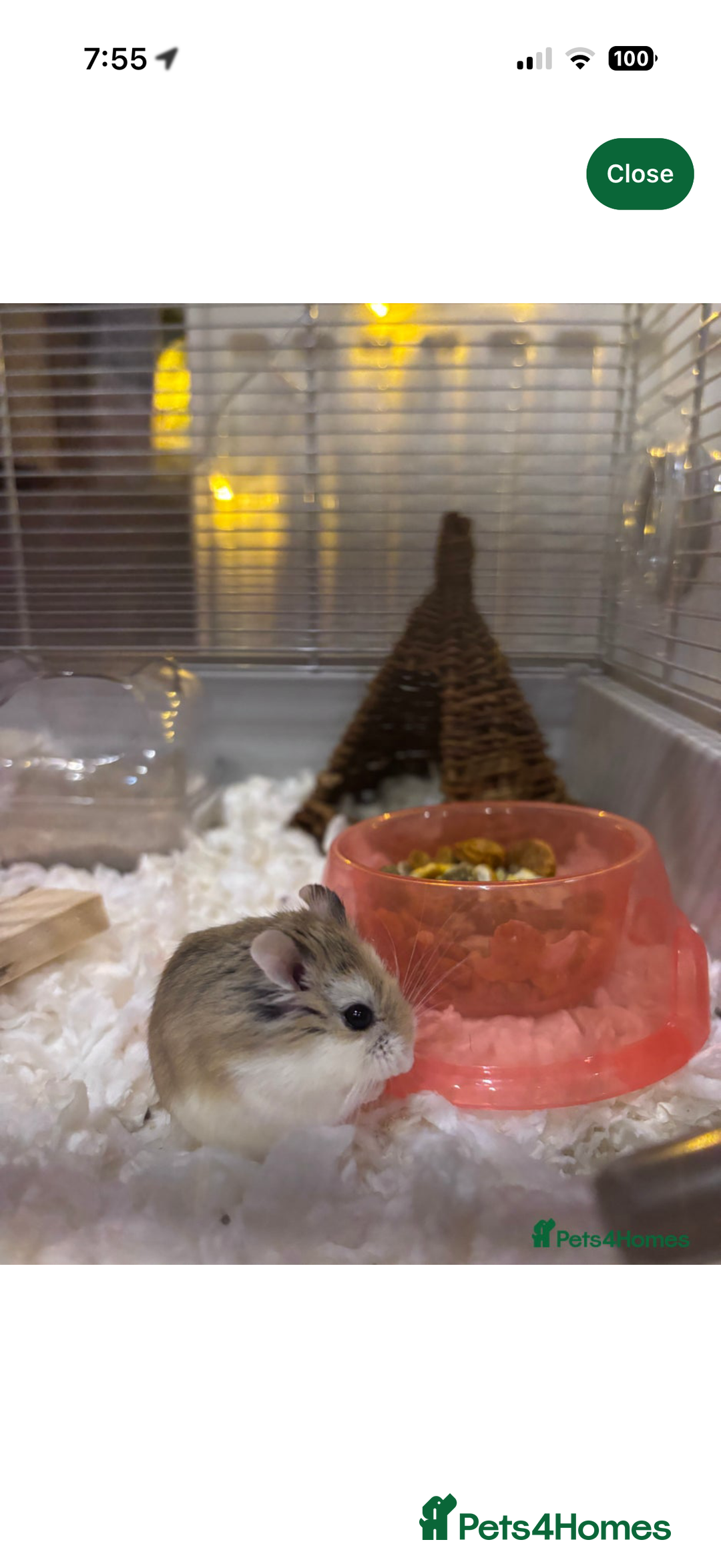Hamster rodents for sale: female dwarf hamster  - Image 5