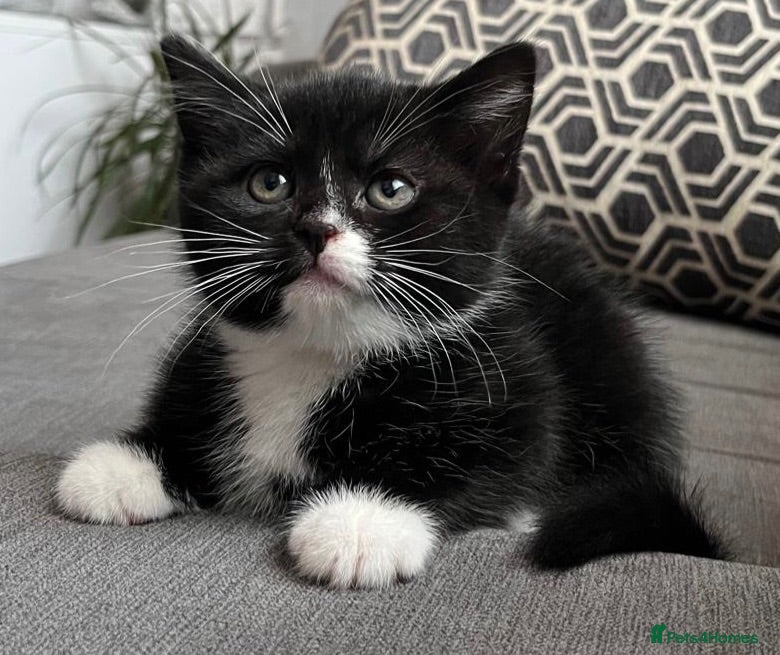 British Shorthair cats Kittens for sale - Advert 2