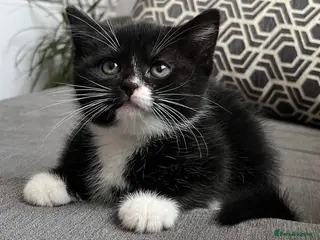British Shorthair cats Kittens for sale - Advert 2