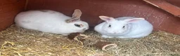 Mixed Breed rabbits for sale: 2 female rabbits  - Advert 7