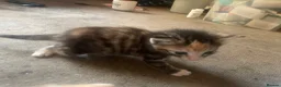 Mixed Breed cats for sale: 3 kittens  in Gateshead - Advert 11