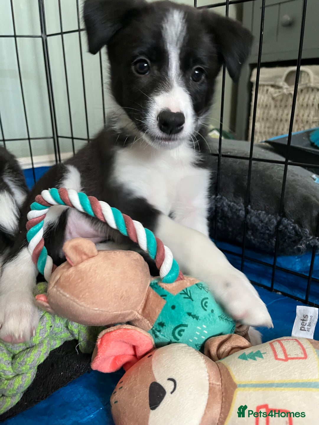 Mixed Breed dogs for sale: Collie Puppies for Sale - Image 8