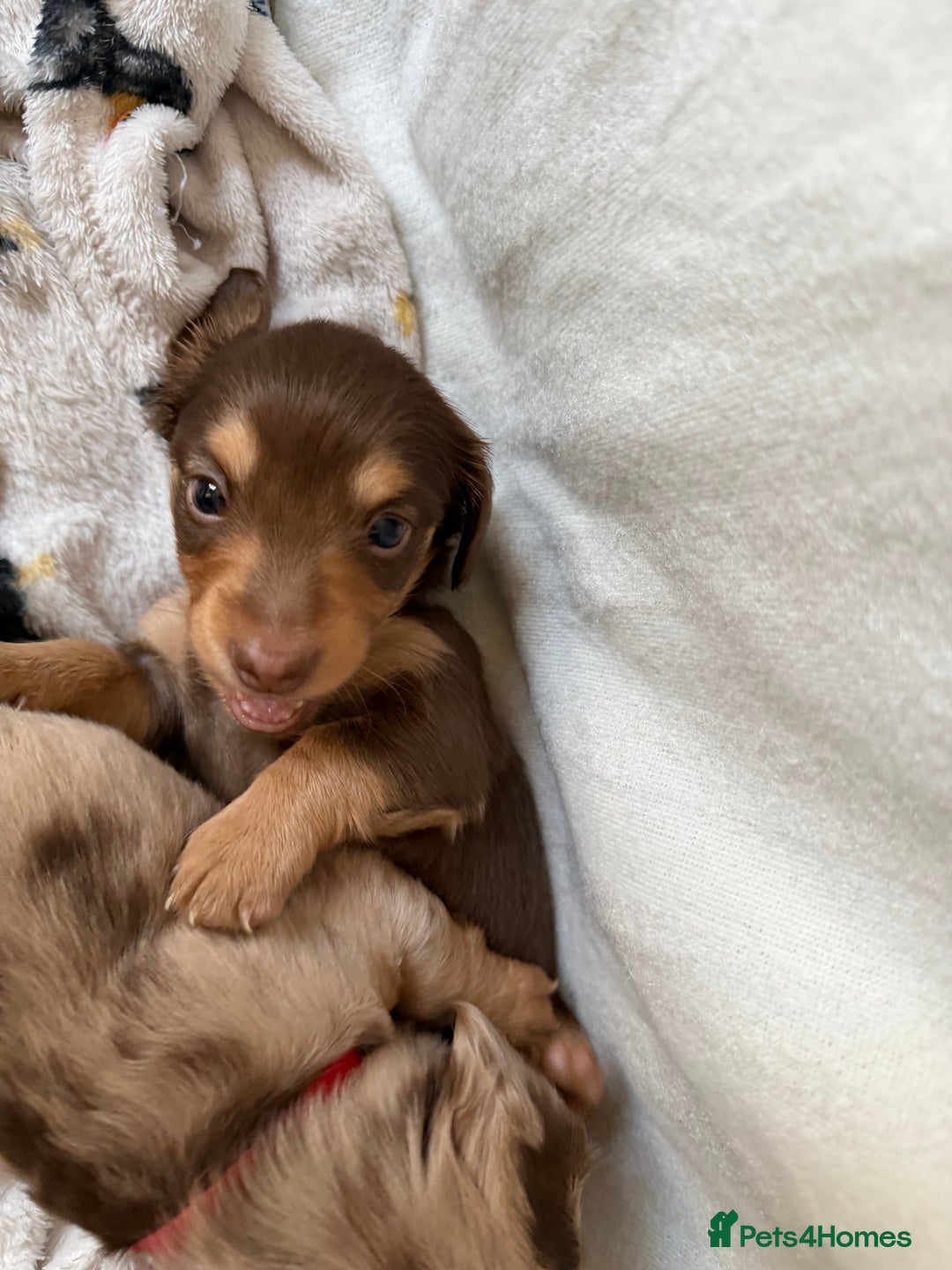Miniature Dachshund dogs for sale: Long haired miniature dachshund puppy's - Advert 4