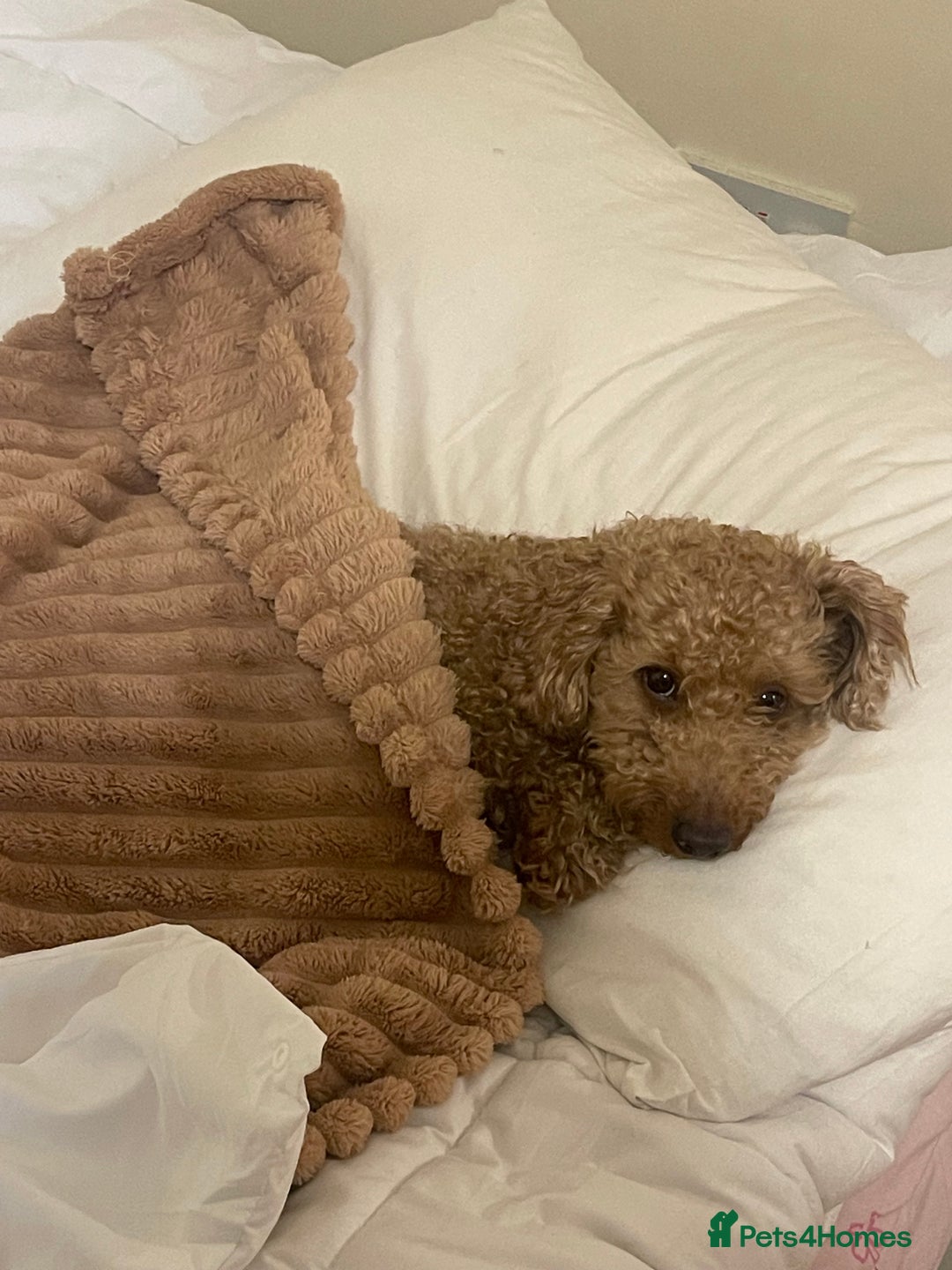 Toy Poodle dogs for sale: Toy poodle - Advert 5