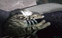 Bengal cats for sale: Bengal x kittens  - Image 5