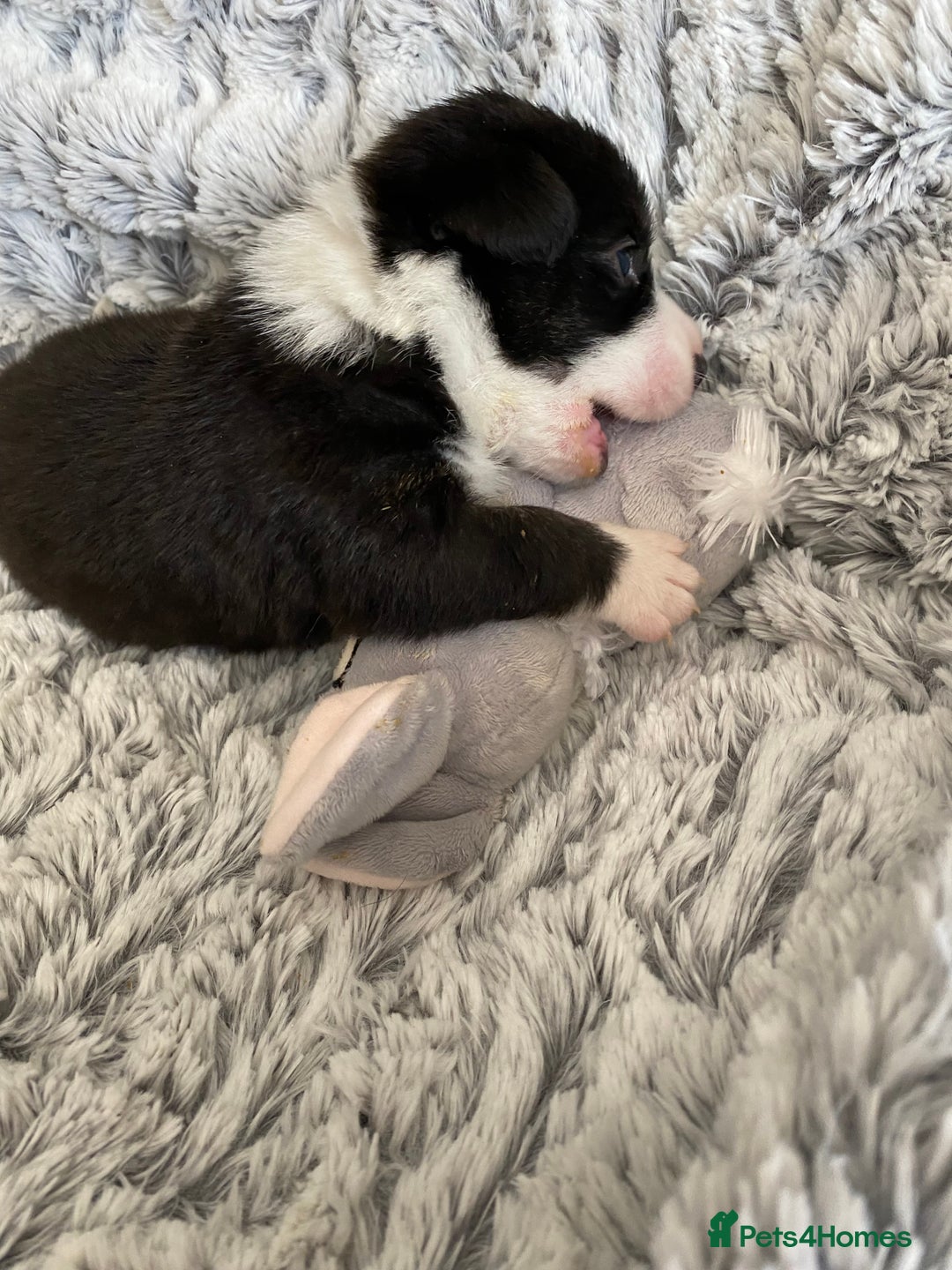 Welsh Corgi Cardigan dogs for sale: WELSH CARDIGAN CORGI BABIES FROM 5 ⭐ LICENSED HOME - Image 29