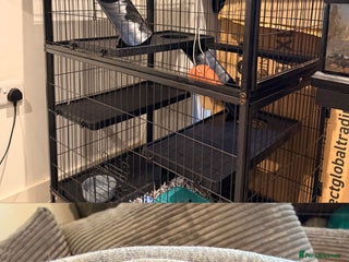 Rat rodents 2 female rats with whole enclosure and accessories - Advert 2