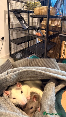 Rat rodents 2 female rats with whole enclosure and accessories - Advert 1