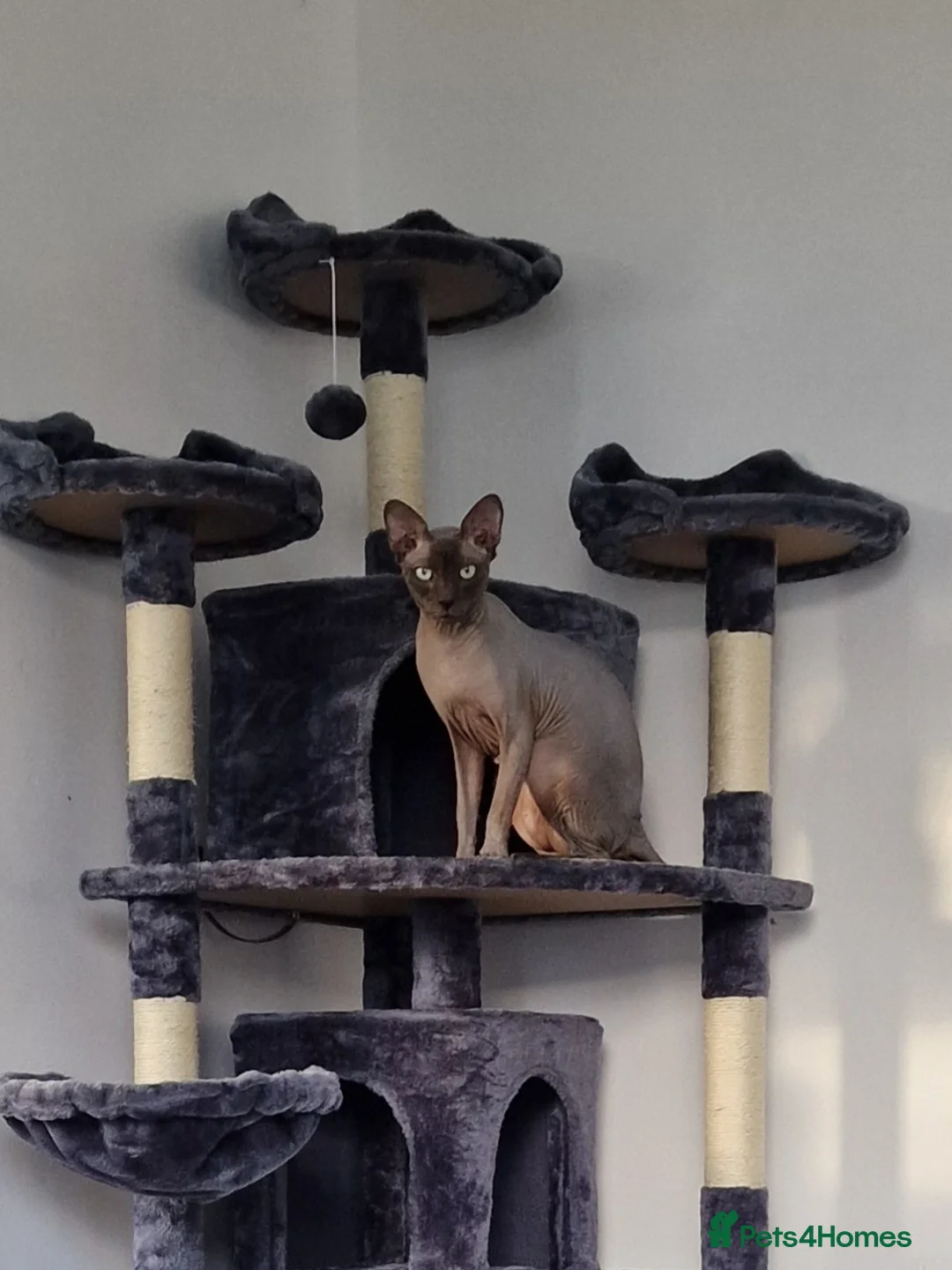 Sphynx cats for sale: Sphynx Cat for Sale – Meet Maverick! - Advert 1
