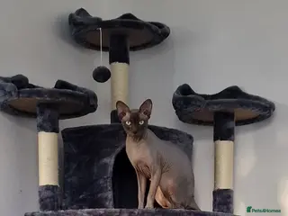 Sphynx cats Sphynx Cat for Sale – Meet Maverick! - Advert 1