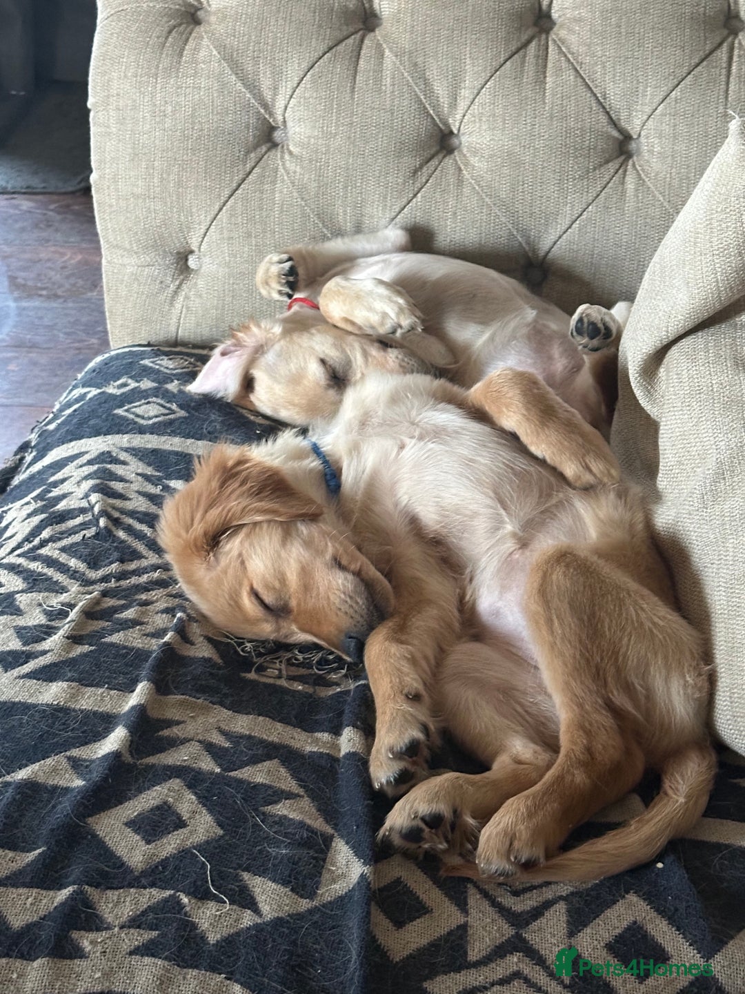 Golden Retriever dogs for sale: KC Registered Golden Retriever Puppies - Image 6