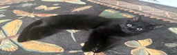Mixed Breed cats for sale: Beautiful black cat with full set up :) - Advert 1